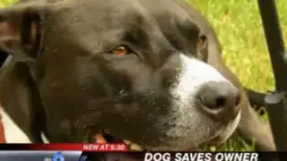 Estados Unidos: perro salvó a su dueño al marcar el 911