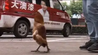 VIDEO: conoce al único gallo en el mundo que camina como pingüino