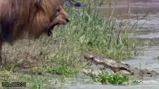 VIDEO: feroz león se enfrentó a cocodrilo para proteger a su manada