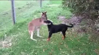 VIDEO: extraña amistad entre canguro y perro causa sensación en Internet