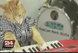 El video de un gato que 'toca' el piano es en el nuevo viral en Internet