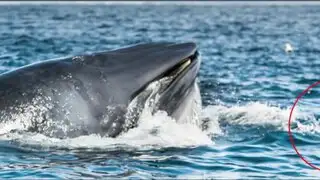 VIDEO: buzo casi es devorado por una ballena