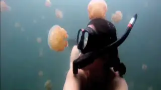 Fotógrafa sorprende al mundo tras nadar junto a miles de medusas