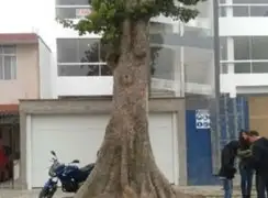 Vecinos de Surco se oponen a tala de un árbol de 50 años