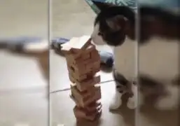 VIDEO: gato que juega Jenga sin derrumbar la torre causa furor en YouTube