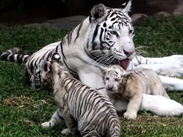 Zoológico de Huachipa iniciará concurso para nombrar a tres crías de tigre blanco