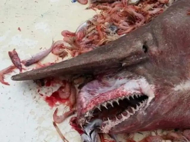 FOTOS: extraño y terrorífico tiburón duende es capturado en Golfo de México