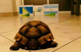Brasil 2014: la tortuga ‘Loly’ ya pronostica el resultado del Argentina-Bosnia