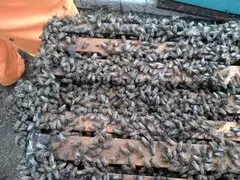 VIDEO: enjambre de abejas ataca a universitarios en Piura