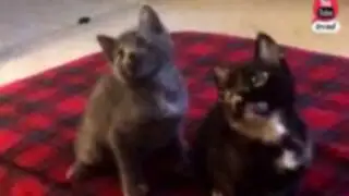 VIDEO: un par de gatos realiza espectacular coreografía moviendo la cabeza