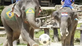 Tailandia promueve la Copa Mundial de la FIFA 2014 con fútbol de elefantes