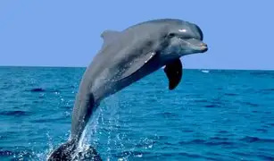 Delfín predice que Rusia vencerá a Croacia este sábado