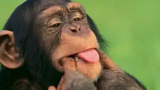 Chimpancés vencen a los seres humanos en juegos matemáticos