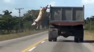 VIDEO: cerdo salta de un camión en movimiento para no ir al matadero