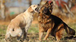 Usuarios piden a Facebook cerrar página de peleas de perros