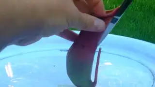 Video muestra qué es lo que existe en el interior de una planta carnívora