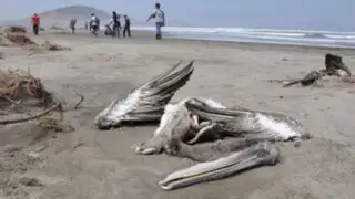 Encuentran 800 animales muertos en la costa norte del país