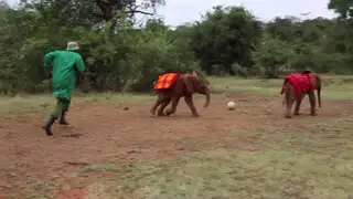 Pequeños elefantes juegan su propio Mundial del Fútbol en Kenia