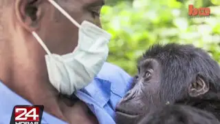 Veterinario decidió dejar su familia para salvar gorilas en África