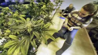 Estados Unidos: crearán mercado donde venderán legalmente marihuana