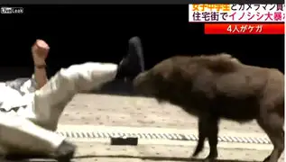 VIDEO: mira como este rudo jabalí aterrorizó a japoneses y mordió a transeúntes