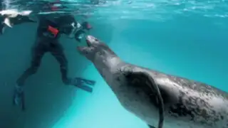 Fotógrafo de la National Geographic fotografía a gigantesco leopardo marino