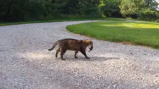 VIDEO: mira cómo una ardilla se enfrenta al gato que intentó comérsela