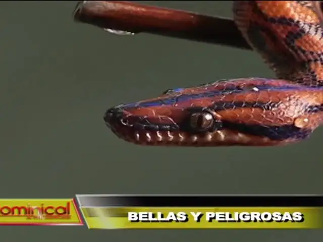 Bellas y peligrosas: conozca todo sobre las serpientes más venenosas del mundo