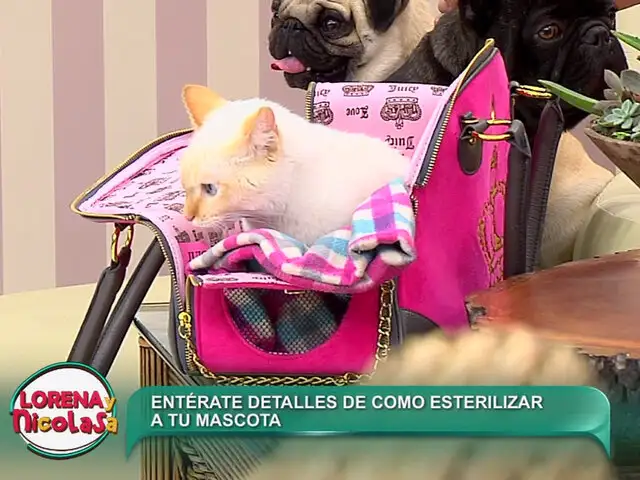 Todo lo que debes saber sobre las esterilizaciones de mascotas