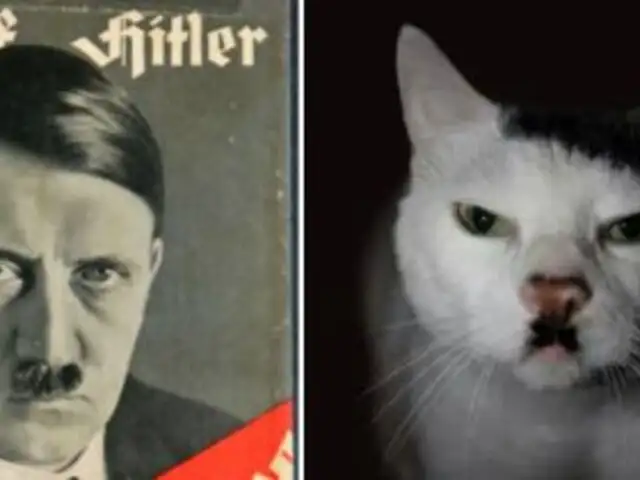 FOTOS: 10 gatos que se volvieron famosos en Internet por sus llamativos pelajes