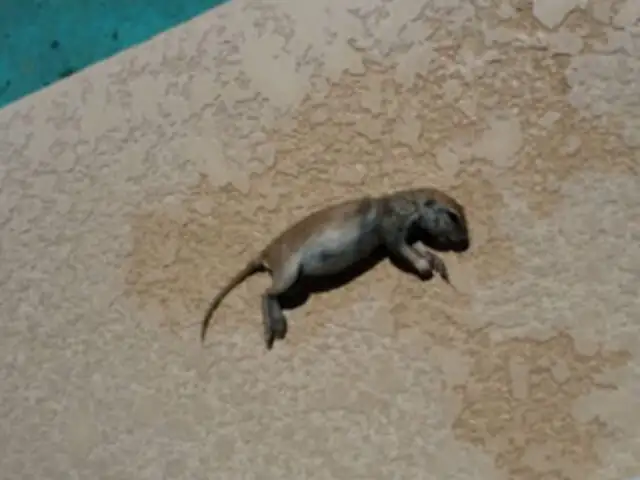 VIDEO: esto hace un héroe de verdad cuando encuentra un roedor ahogado