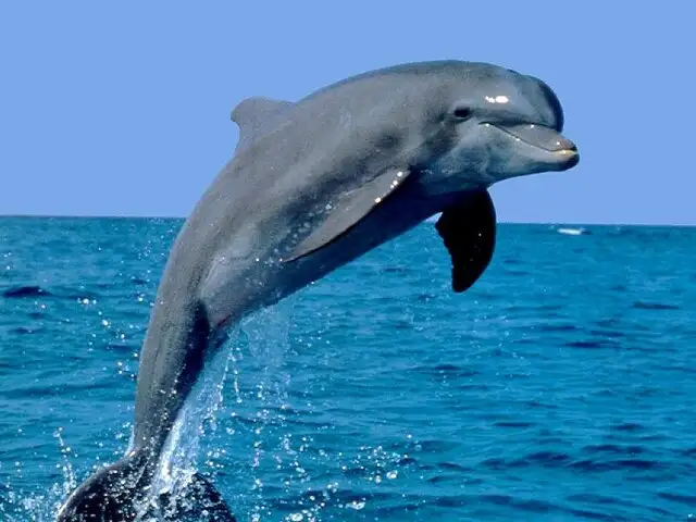 EEUU: mujer revela que tuvo sexo con un delfín en un experimento de la NASA