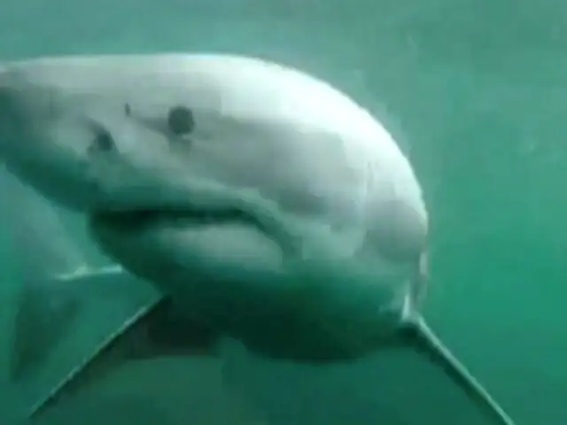 VIDEO: Hombre aterrorizado escapa de un gran tiburón en Australia