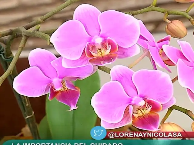 Lorena y Nicolasa: conozca todo sobre el cuidado de las orquídeas