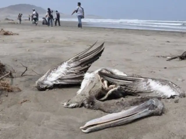 Encuentran 800 animales muertos en la costa norte del país