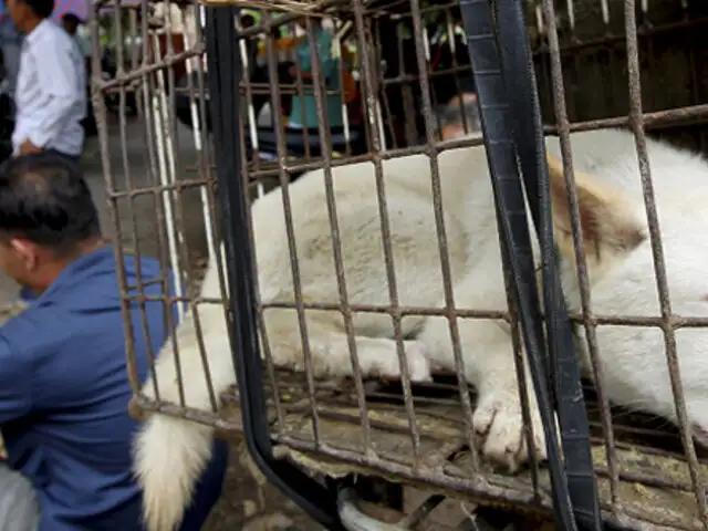 China: Inició polémico festival del consumo de carne de perro