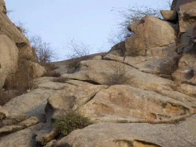 FOTOS: de esta forma se camuflan los leopardos antes de atacar a su presa