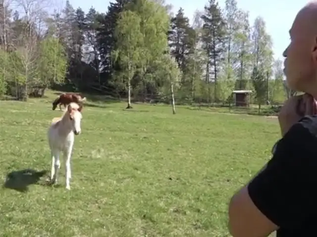 VIDEO: mira como este hombre puede 'hablar' con los caballos