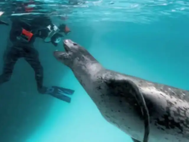 Fotógrafo de la National Geographic fotografía a gigantesco leopardo marino