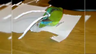 VIDEO: conoce al pequeño loro que quiere aparentar ser un papagayo