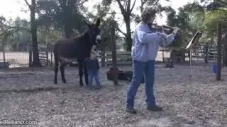 Todo un artista: peculiar burro canta al escuchar el sonido de un violín