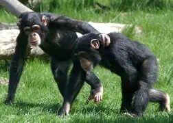 Científicos descifran más de 60 gestos que utilizan los chimpancés para comunicarse