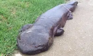 Presunta salamandra gigante en calles de Japón aterrorizó a transeúntes