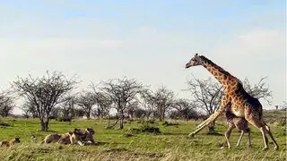 VIDEO: mamá jirafa protege a su cría de una manada de leones