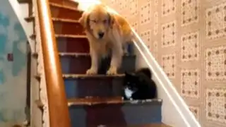 VIDEO: perro se queda paralizado de miedo frente a un gato