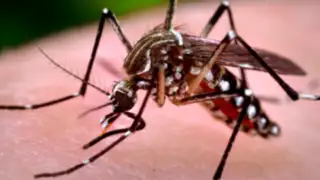 OMS: propagación de la chikungunya en América Latina es “grave”