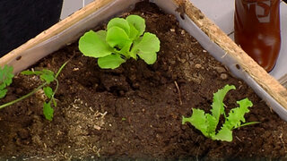 Lorena y Nicolasa: sepa cómo plantar y sembrar lechugas en casa