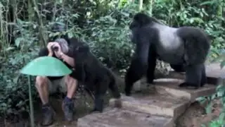 VIDEO: hombre queda completamente inmóvil al ser rodeado por gorilas salvajes