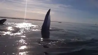 Video muestra cómo una ballena levantó un kayak en Puerto Madryn
