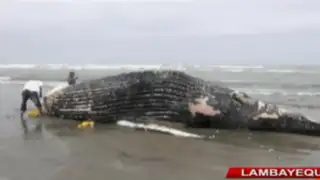 Pescadores hallan ballena jorobada que varó en playa de Pimentel